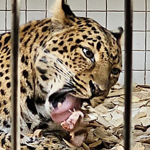 North Chinese leopard