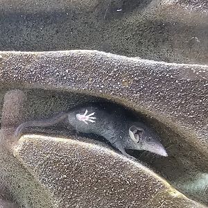 Etruscan Shrew