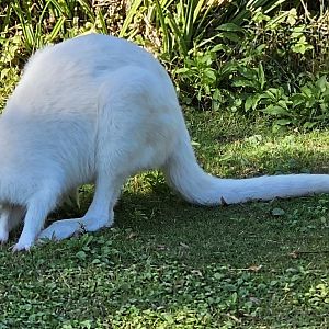Bennett wallaby