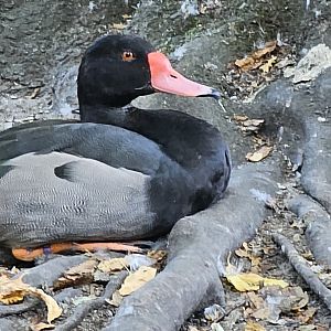 Rosy billed pochard