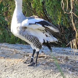Magellan goose