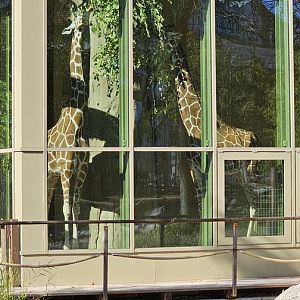 Giraffe house