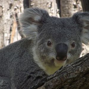 Northern (Queensland) KOala - Zooparc de Beauval - 06/2023