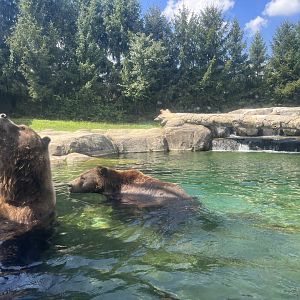 Sep. 2023 - Polar Frontier - Brown Bears (Ursus arctos)