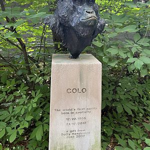 Sep. 2023 - Congo Expedition - Bust of Colo (1956-2017)