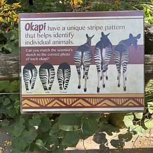 Sep. 2023 - Congo Expedition - Okapi Identification Sign