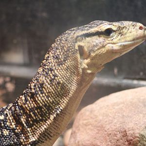Asian Water Monitor (Varanus salvator)