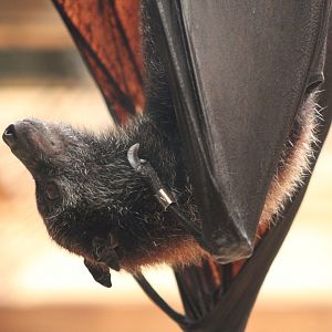Large Flying Fox (Pteropus vampyrus)