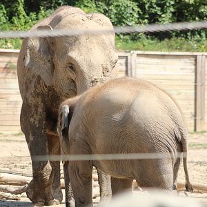 Asian Elephants (Elephas maximus)