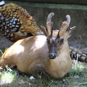 Reeves’s Pheasant (S. reevesii) and Reeves’s Muntjac (M. reevesi)