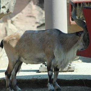 Markhor (Capra falconeri)