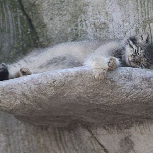 Pallas’s Cat (Otocolobus manul)