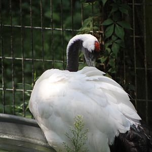 Red-Crowned Crane (Grus japoensis)