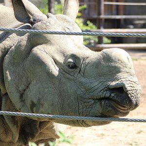 Brian the Indian Rhino (Rhinoceros unicornis)