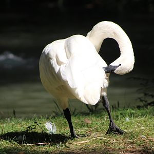 Trumpeter Swan (Cygnus buccinator)