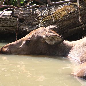 Alaskan Moose (A. alces. gigas)