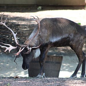 Reindeer (Rangifer tarandus)