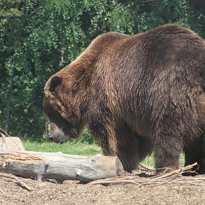 Brown Bear (Ursus arctos)