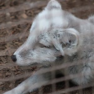 Arctic Fox (Vulpes lagopus)