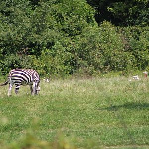 Plains Zebra (Equus quagga) and Dama Gazelle (N. d. dama)