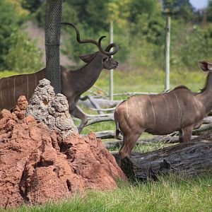 Greater Kudus (Tragelaphus strepsiceros)