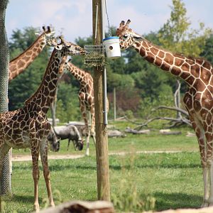 Masai (G. tippelskirchi) and Reticulated Giraffes (G. reticulata)