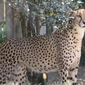 Cheetah (Acinonyx jubatus)