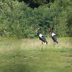Saddle-Billed Storks (Ephippiorhynchus senegalensis)