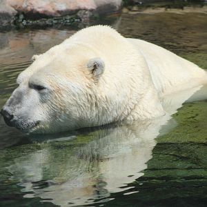 Polar Bear (Ursus maritimus)