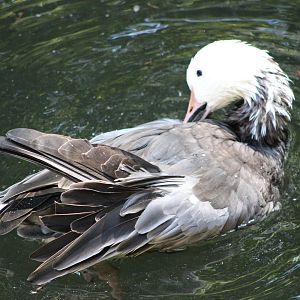 Snow Goose (Anser caerulescens)