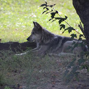 Mexican Wolf (C. l. baileyi)