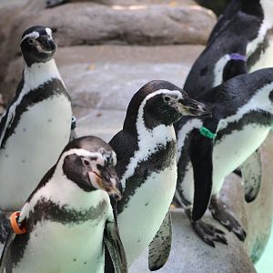 Humboldt Penguins (Spheniscus humboldti)