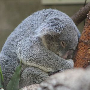 Queensland Koala (P. c. adustus)
