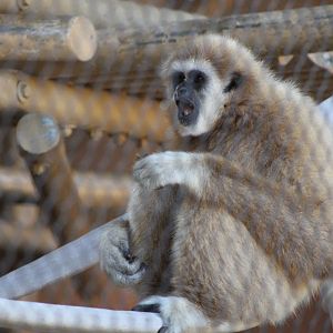 White-Handed Gibbon (Hylobates lar)