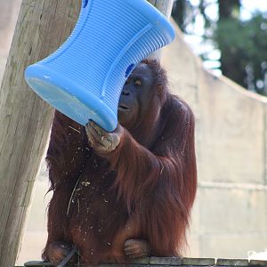Bornean Orangutan (Pongo pygmaeus)