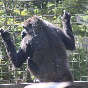 Western Lowland Gorilla (G. g. gorilla)