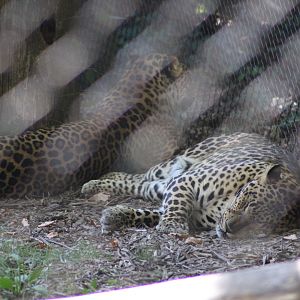 “African” Leopards (Panthera pardus)