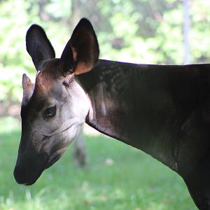 Okapi (Okapia johnstoni)