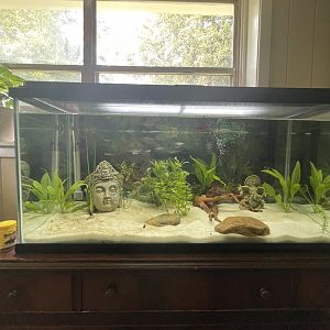 40 gallon aquarium