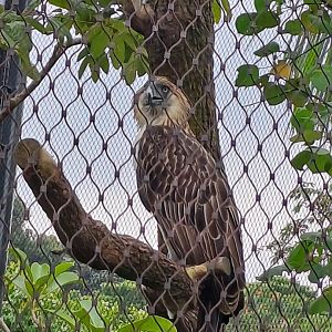 Philippine Eagle(Pithecophaga jefferyi)