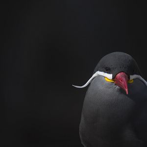 Inca tern