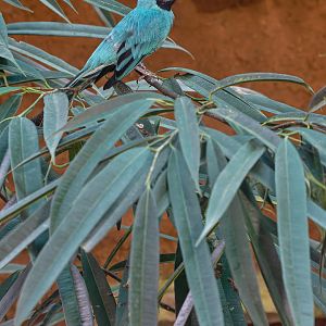 Swallow tanager (Tersina viridis)