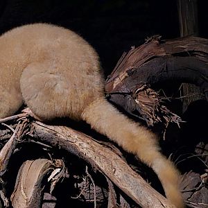Golden brush tailed possum
