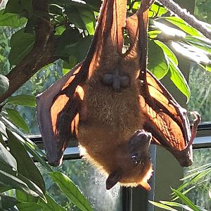 Fruit bat