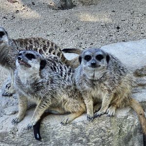 Meerkat