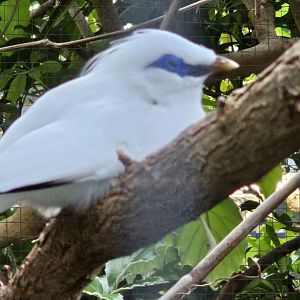Bali starling