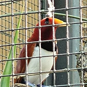 King bird of paradise