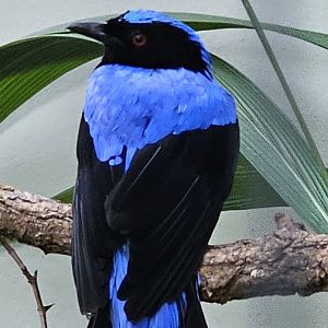 Asian fairy bluebird