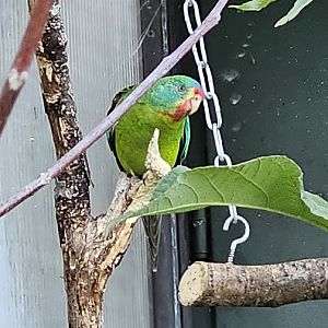 Swift parrot