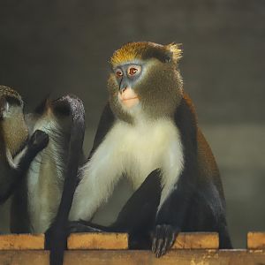 Changde Tongfa Wildlife World - Lowe's mona monkey